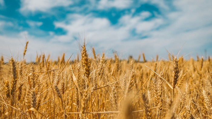 Pšenica a jej pestovanie